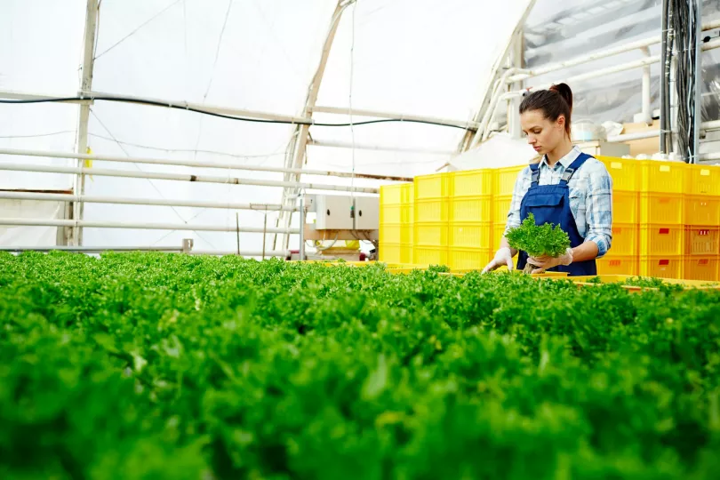 A woman works in a greenhouse